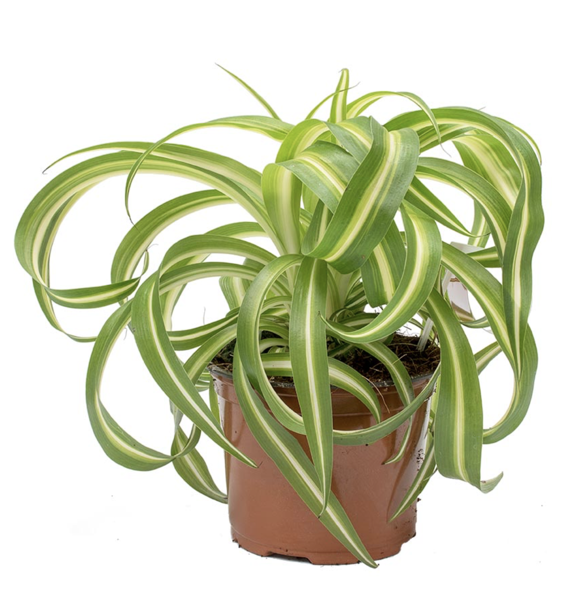 Picture of a Spider Plant